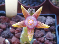 Stapelia flavopurpurea